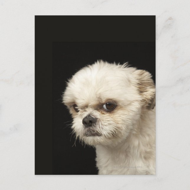 Angry white Shih Tzu mit braunen Augen Postkarte (Vorderseite)