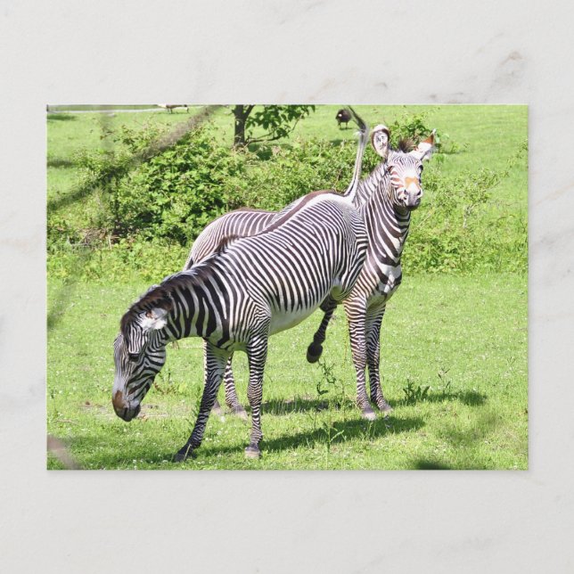 Angry Zebra Postkarte (Vorderseite)