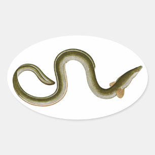 Anguilla anguilla ovaler aufkleber