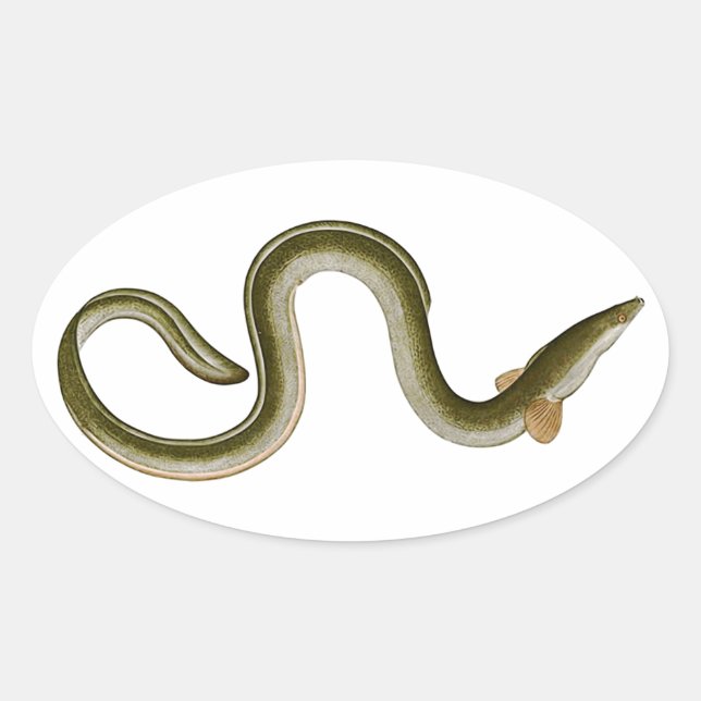 Anguilla anguilla ovaler aufkleber (Vorderseite)