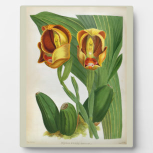 Anguloa Ruckerii Sanguine Lindenia Orchid Fotoplatte