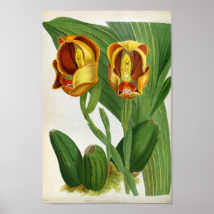Anguloa Ruckerii Sanguine Lindenia Orchid Poster