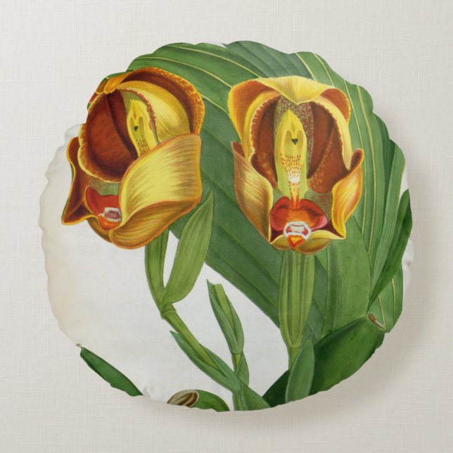 Anguloa Ruckerii Sanguine Lindenia Orchid Rundes Kissen (Vorderseite)