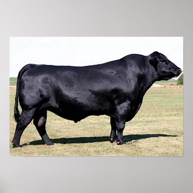 Angus Bull Portrait Poster Print (Vorne)