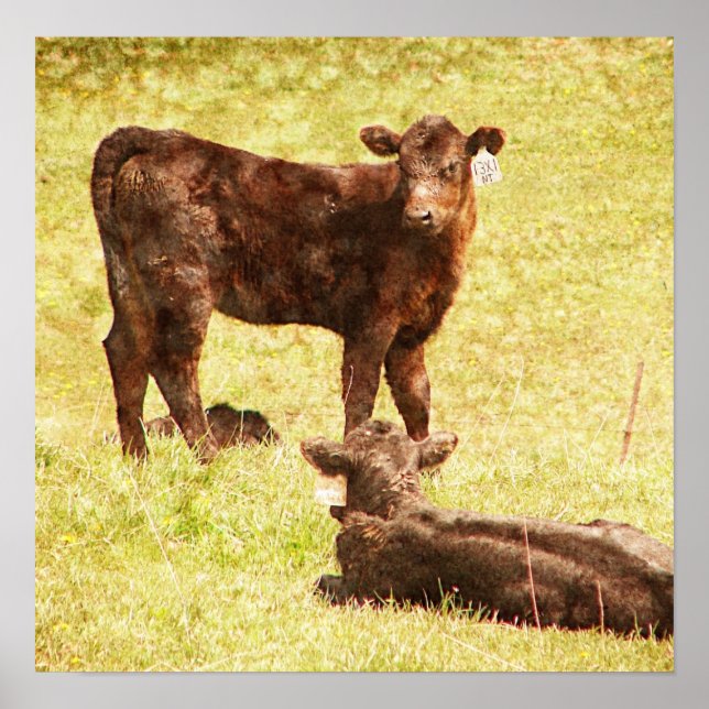 Angus Calves auf Weide Poster (Vorne)