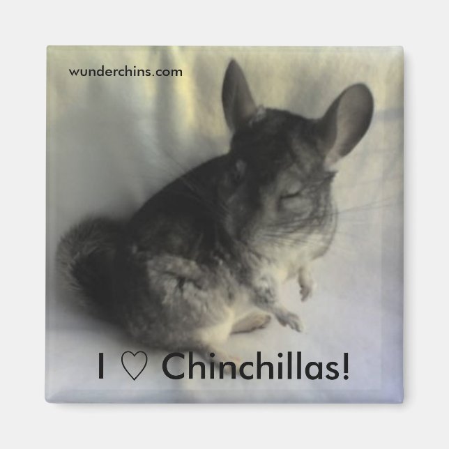 Angus Chinchilla Magnet (Vorne)