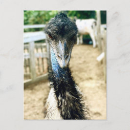 Angy Emu Postkarte