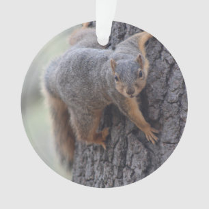 Anhaftendes Eichhörnchen Ornament