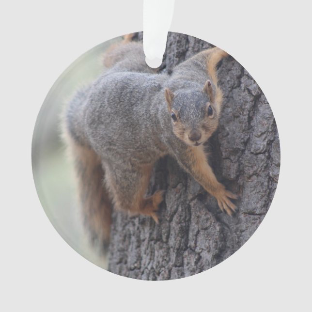 Anhaftendes Eichhörnchen Ornament (Vorderseite)