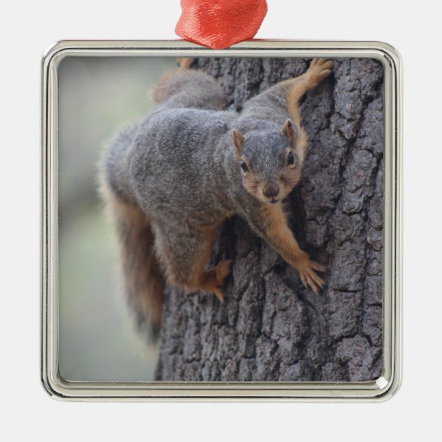 Anhaftendes Eichhörnchen Silbernes Ornament (Vorne)