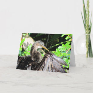 Anhinga (2864) Grußkarte Karte