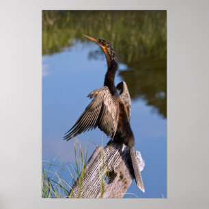Anhinga am Teich Poster