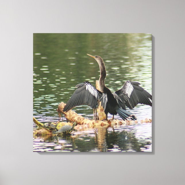 Anhinga Bird Canvas Print Leinwanddruck (Vorderseite)