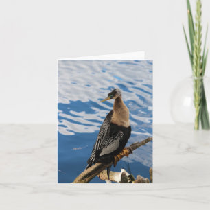 Anhinga Bird Foto Blank Note Card