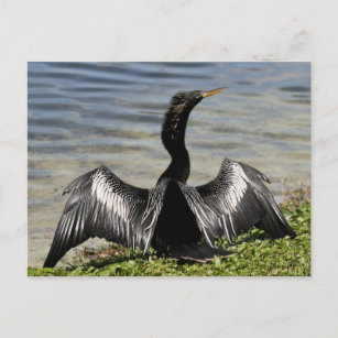 Anhinga Bird Postcard Postkarte