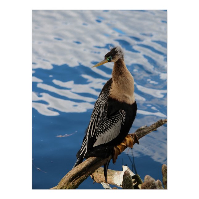 Anhinga Bird Poster (Vorderseite)