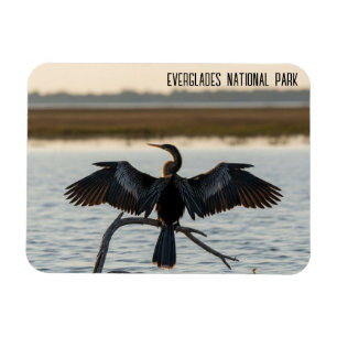 Anhinga Everglades-Nationalpark Magnet