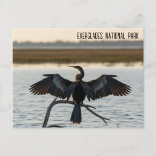 Anhinga Everglades Nationalpark Postkarte