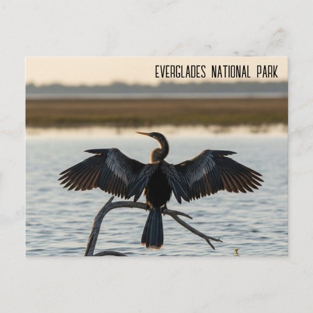 Anhinga Everglades Nationalpark Postkarte (Vorderseite)
