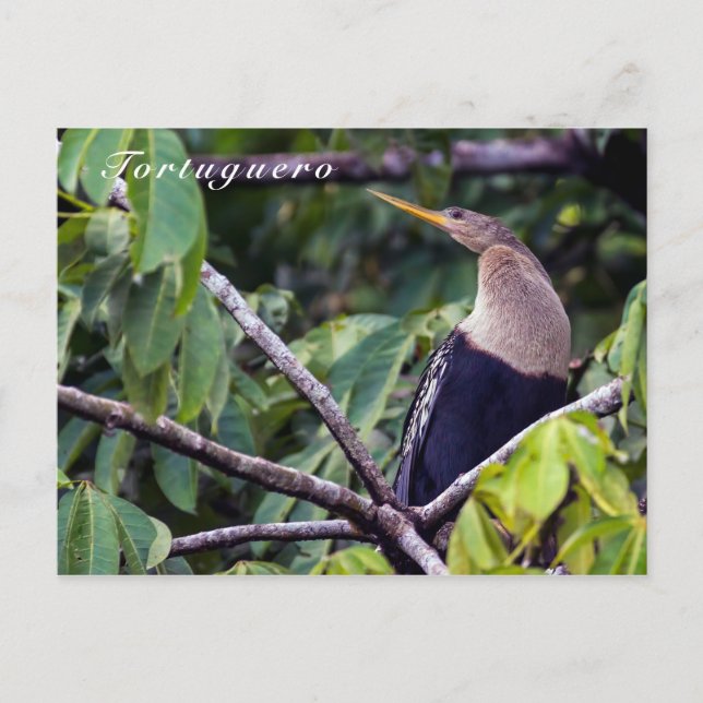 Anhinga im Tortuguero Nationalpark - Costa Rica Postkarte (Vorderseite)