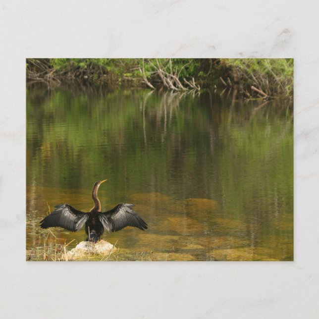 Anhinga in den Everglades - Visitenkarte Postkarte (Vorderseite)