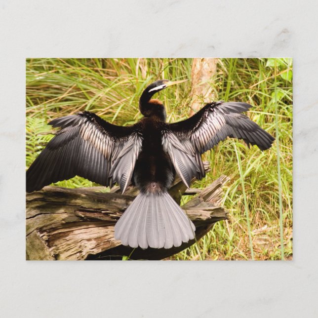 Anhinga Postkarte (Vorderseite)