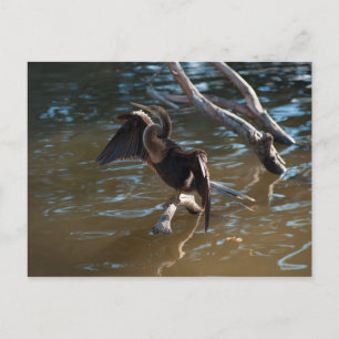 Anhinga Postkarte