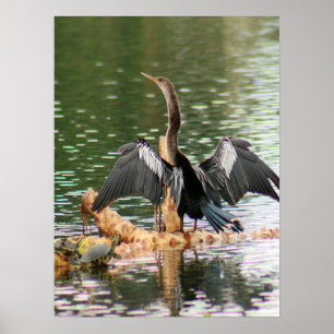Anhinga trocken seine Federn Foto Poster