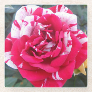 Anicia Glasuntersetzer