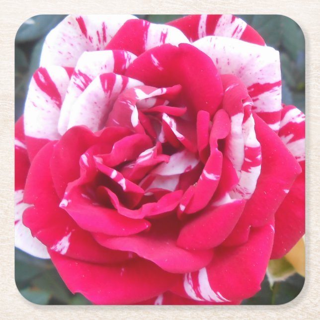 Anicia Rechteckiger Pappuntersetzer (Vorderseite)