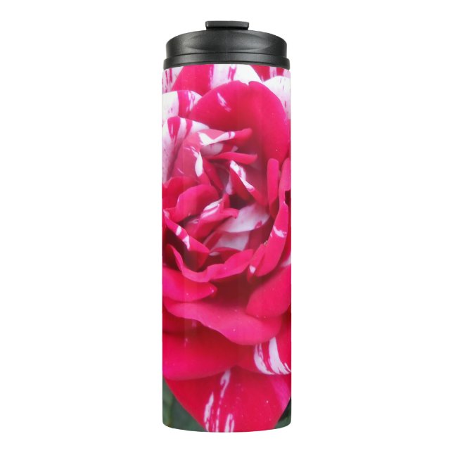 Anicia Thermosbecher (Vorderseite)