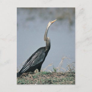 Animal-Anhinga Postkarte