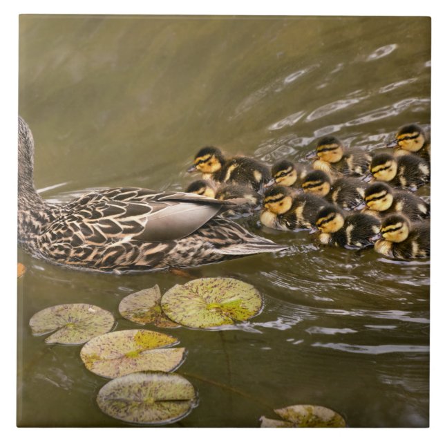 Animal - Ducks - Swim like a duck Fliese (Vorderseite)