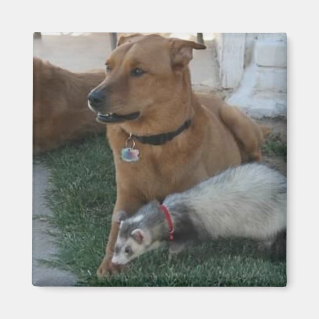 Animal Friends Magnet mit Ferret und dem Hund! (Vorne)