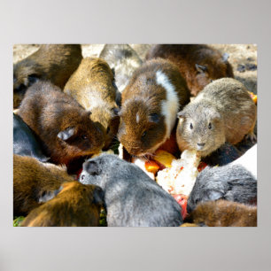 Animal Guinea pigs eating fruits Poster