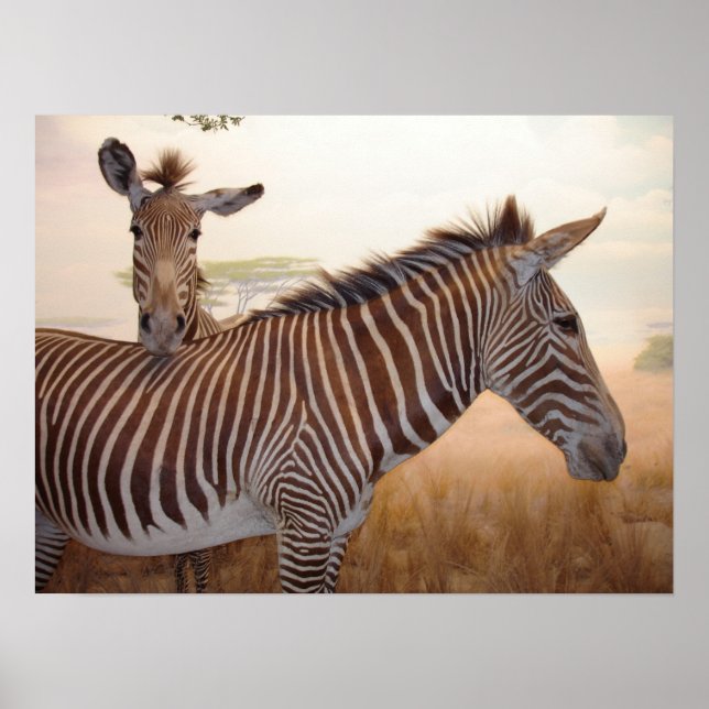 Animal Print - Afrika - Zebra Poster (Vorne)