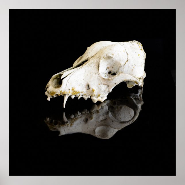 Animal skull poster (Vorne)