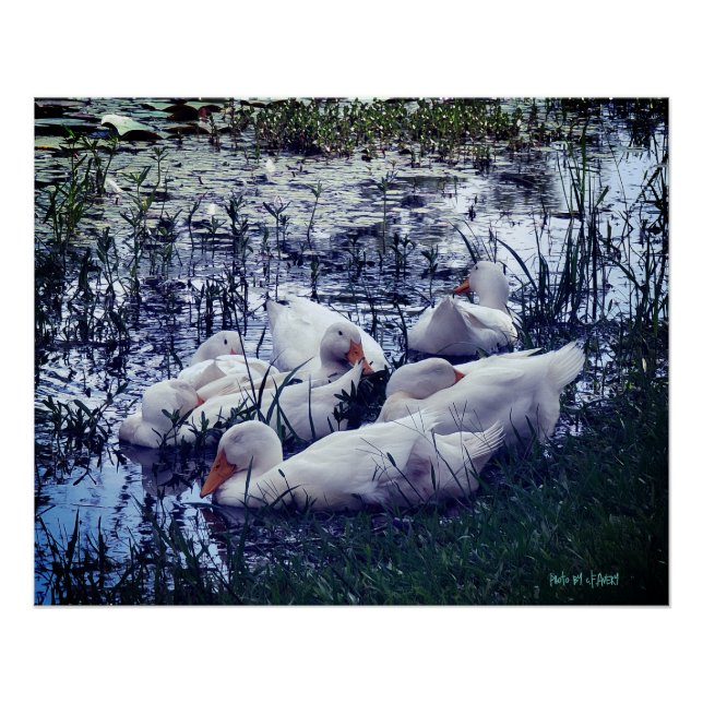 Animal Sleepy Encks Pond Poster (Vorderseite)