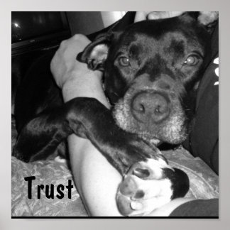 Animal Trust Poster