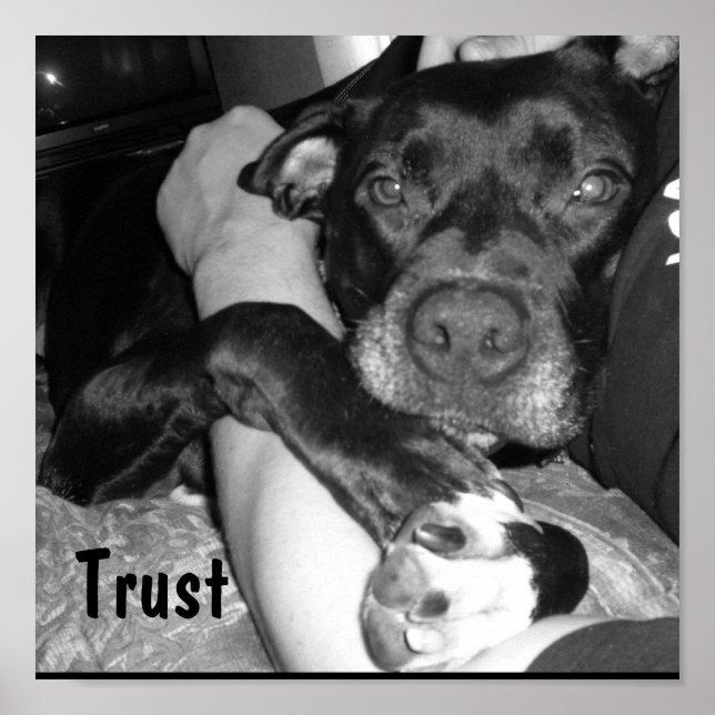 Animal Trust Poster (Vorne)