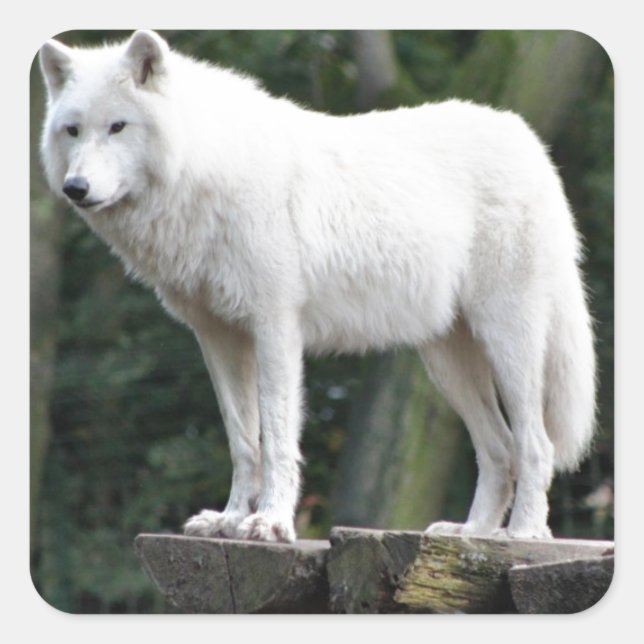 Animal Wolf Nature Peace Liebe Destiny Quadratischer Aufkleber (Vorderseite)