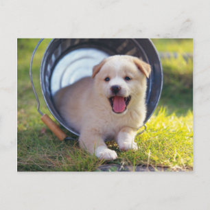 Animals, Cute Puppies Postkarte