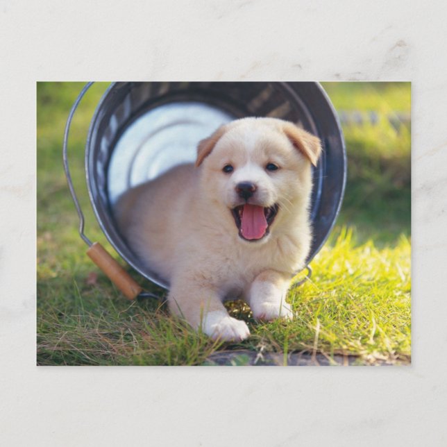 Animals, Cute Puppies Postkarte (Vorderseite)