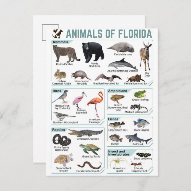Animals of florida, florida usa wild lide  postkarte (Vorne/Hinten)