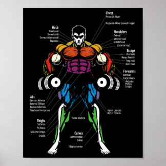 Anime-Anatomie Muskelkarte Poster