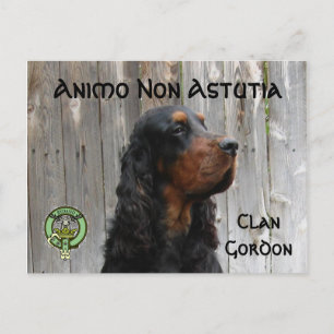 Animo Non Astutia, Gordon Setter Postkarte