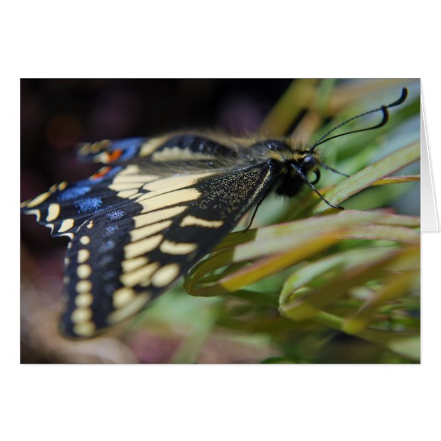 Anise Frack Schmetterling (Vorderseite (Horizontal))
