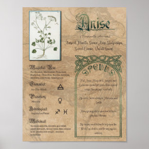 Anise Herbal Buch Schatten Pagan Wiccan Poster