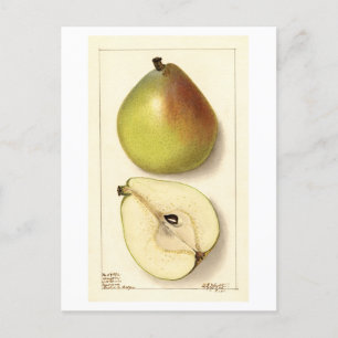 Anju Pear Vintag Illustration Postkarte