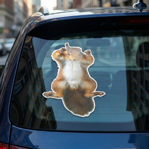 Anklammerndes Eichhörnchen-Fenstergrafik Aufkleber